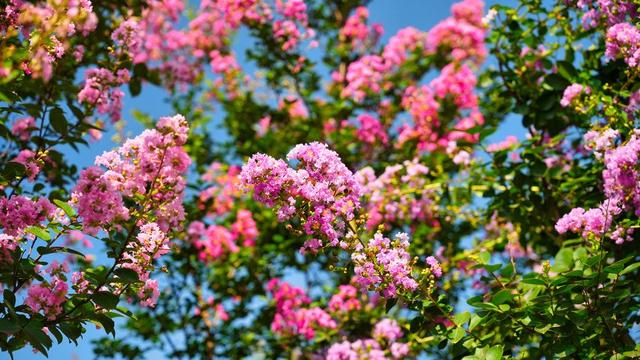 盛夏限定！四川泸州玉带河畔300亩紫薇花海进入盛放期丨图集