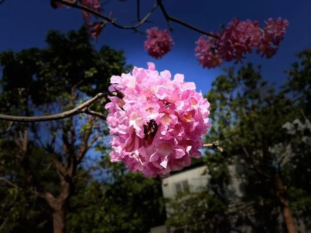 盛花期！流花湖畔迎来“冬日浪漫”！