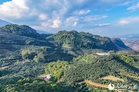 超八成国产牛油果，产自云南这一边境县图片