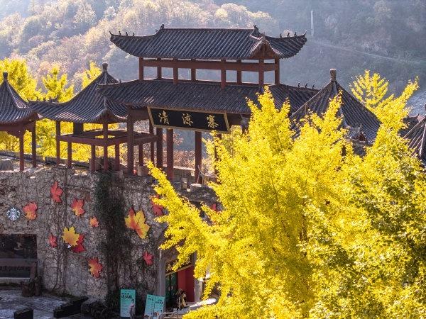 武汉一景区秋叶已进入最佳观赏期：可持续近两个月，共5千多亩枫树和3万多株银杏