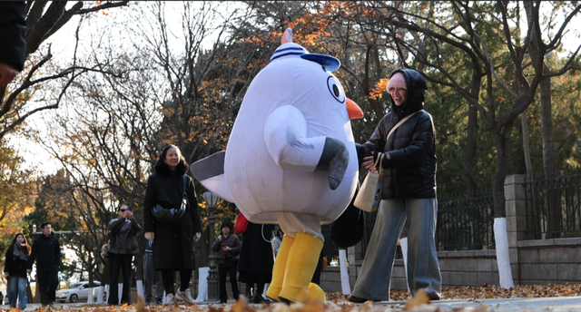限定周边等你拿！青岛海鸥季打卡全攻略，超多玩法速看→