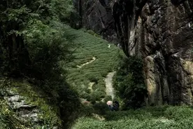 不是吹！哪个茶游学能有这样的顶流阵容？图片