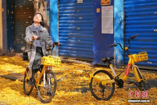 长沙昔日静巷成网红打卡地 金黄银杏扮靓冬日