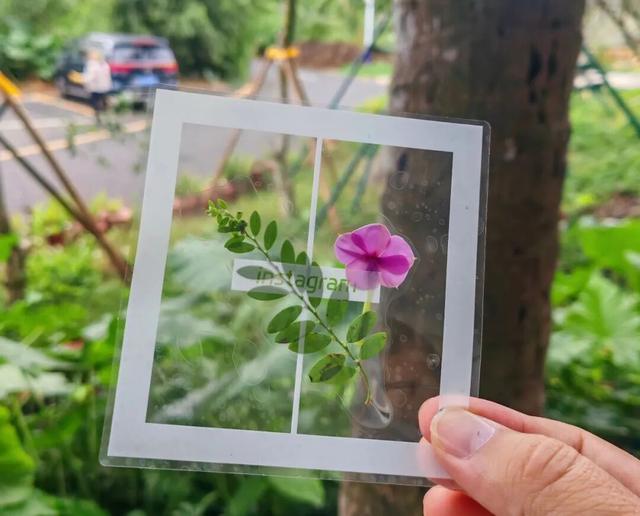 观鸟东寨港· 把一片红树林带回家