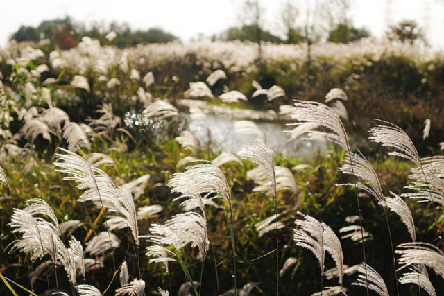 这份“河南冬日色卡”，每一帧都是壁纸