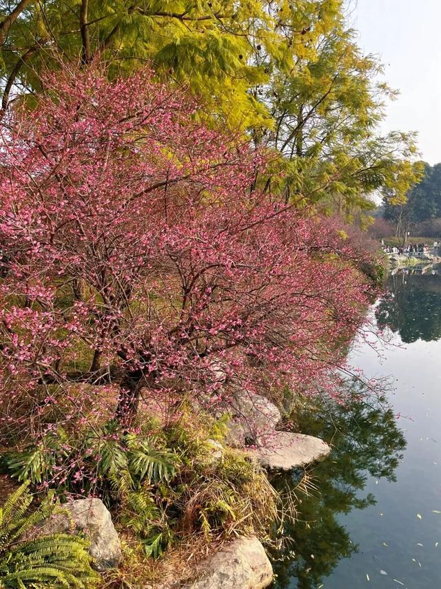 盛花期！这波“梅”景太出片，是谁拍到了啦