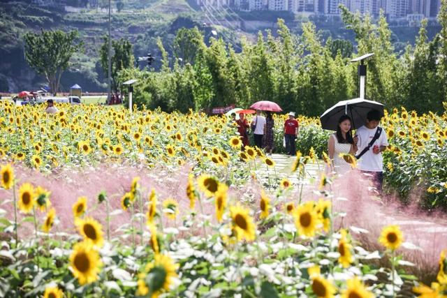 宜美家园 共同创造丨宜宾城区这片花海正在打造！预计呈现时间→