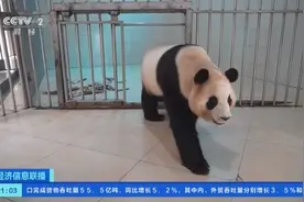 大熊猫“福宝”回家后的日常：已适应家乡食物，将在六月与公众见面图片