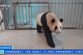 大熊猫“福宝”回家后的日常：已适应家乡食物，将在六月与公众见面图片