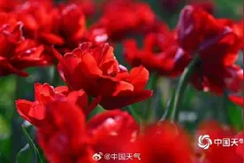 高饱和度的春天 北京国家植物园郁金香花开正艳图片