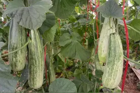 果肉脆而香甜！玉溪通海羊角蜜甜瓜上市图片