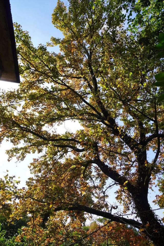 鼓山“枫”景太美啦！详细打卡点位戳→