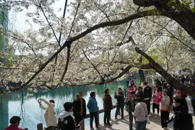 济南春日樱花盛开图片