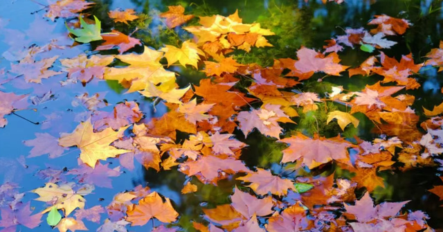 大降温后的秋日大片，来武汉植物园取景！这份小众胶片感机位请收好