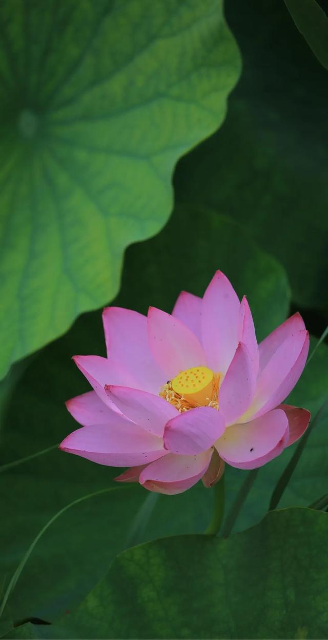 “荷”尔蒙爆表，这夏可好了！