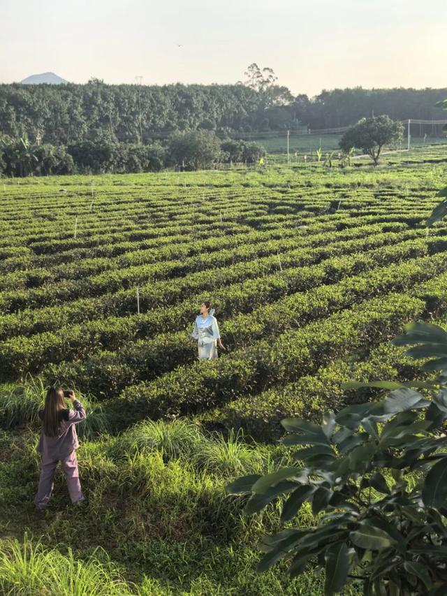 白沙喜提国家2A级旅游景区，陨石坑生态茶园+集市周末联动玩法请收藏！