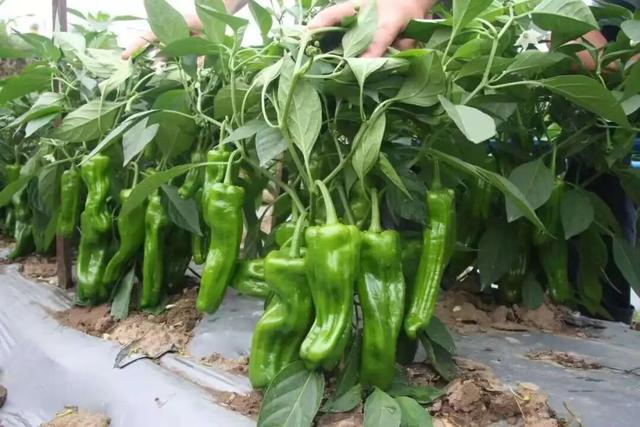 赶大集不用东奔西走~郯城大剧院市集今天下午等你