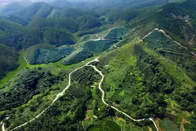 广西港南：一阵香风吹市过，阿婆新煮雨前茶图片