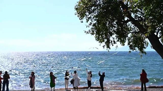 跟着海鸥追鸥气！打卡云南湖光的冬日诗意栖居