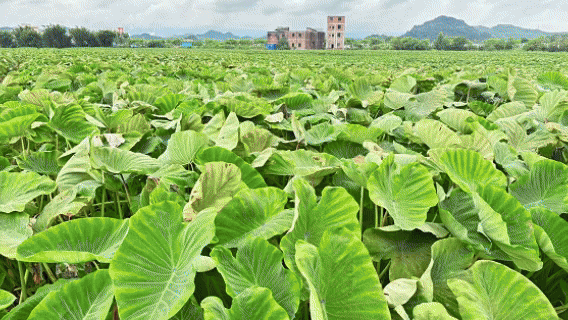 高能剧透！来炭步第八届芋头节，吃美食、逛市集……