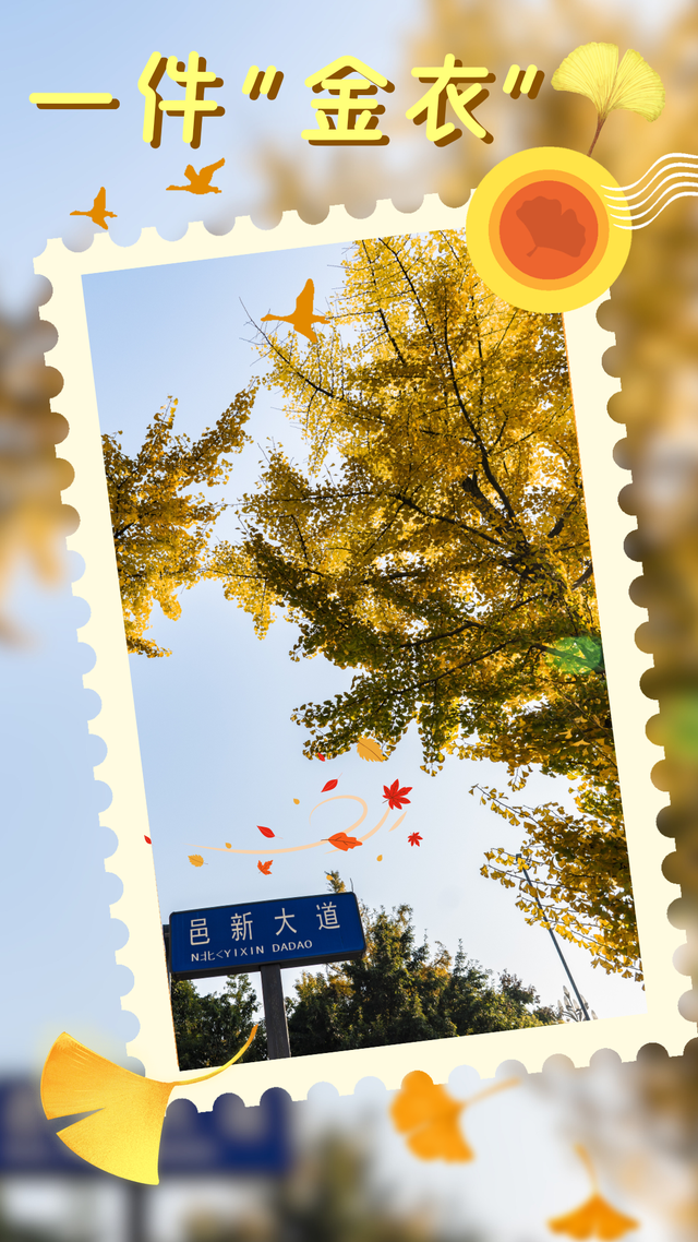 超美！大邑人的顶流来了