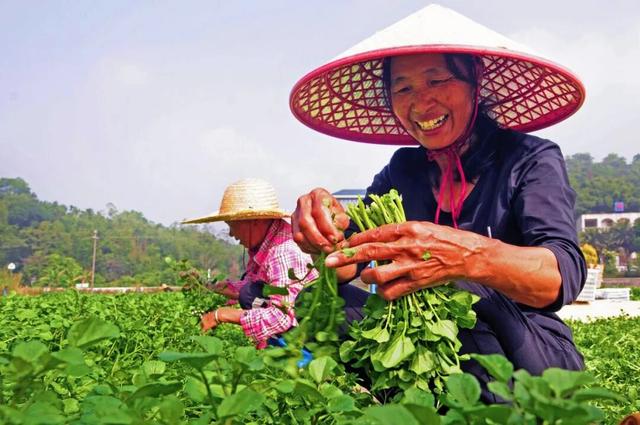 央视大片《珠江》里的花都⑤：山水滋养的田园至味