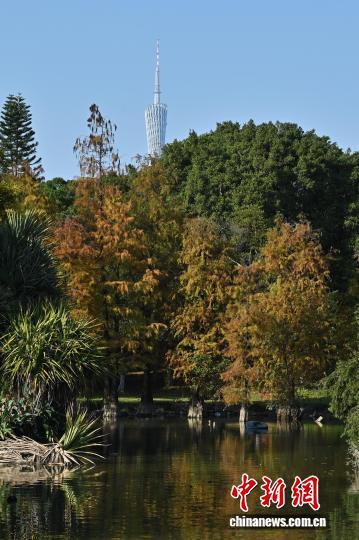 广州海珠湖公园落羽杉色彩斑斓添冬意