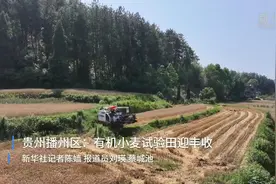 贵州播州区：有机小麦试验田迎丰收图片