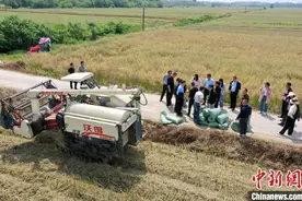 武汉一高校研发关键技术助短生育期油菜迟播稳产图片