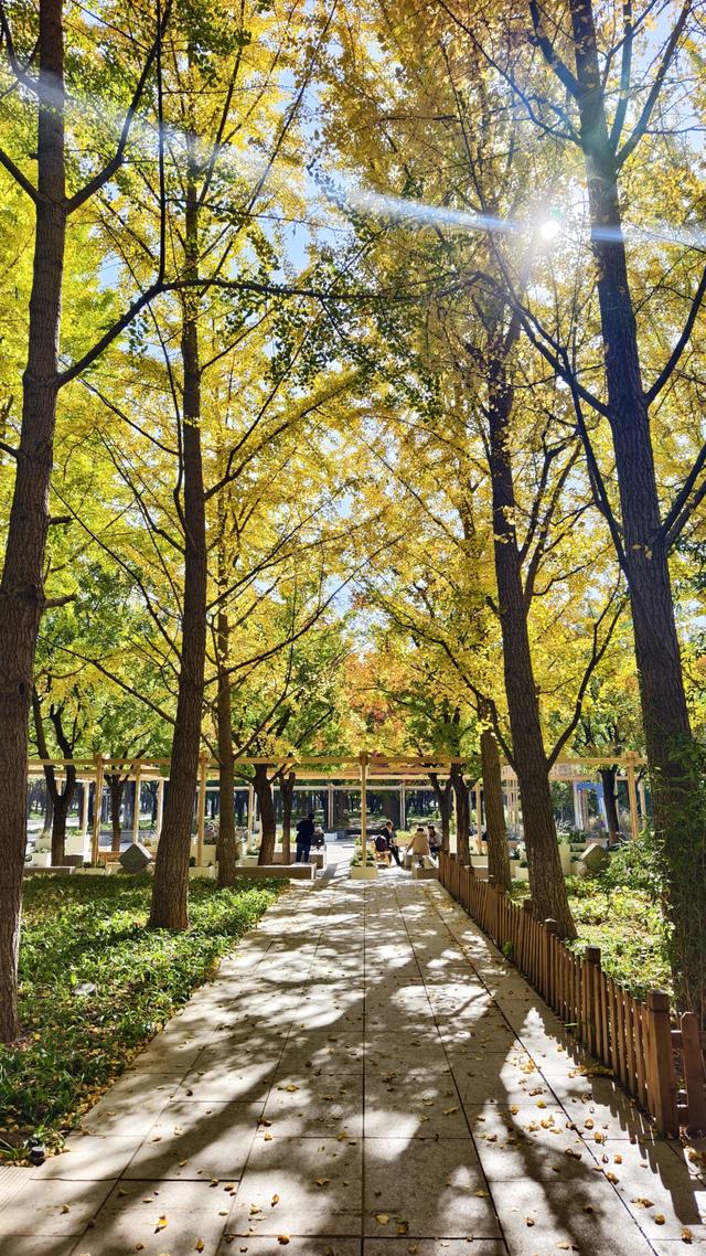 今日北京晴朗微风，有空走走，赏秋正当时