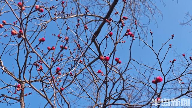 寒风凛冽，中山公园梅花开了