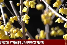 “赏花游”激发各地文旅市场消费热潮 “春日经济”绽放新活力图片