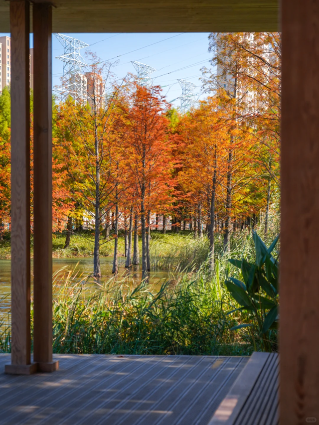 落羽杉红了！在上海发现了免费的阿勒泰同款梦幻秋景→