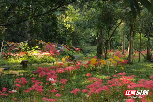 张家界国家森林公园彼岸花盛放 成秋日浪漫新景