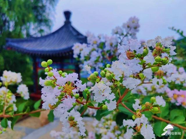 组图丨泰山虎山公园：紫薇花开 惊艳盛夏