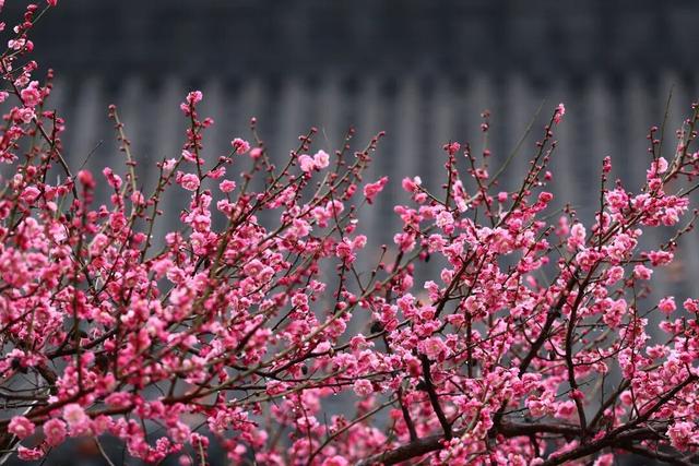 栖霞山，花都开好了！