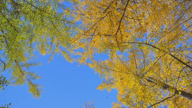 杨凌美成“调色盘”！你爱了吗？