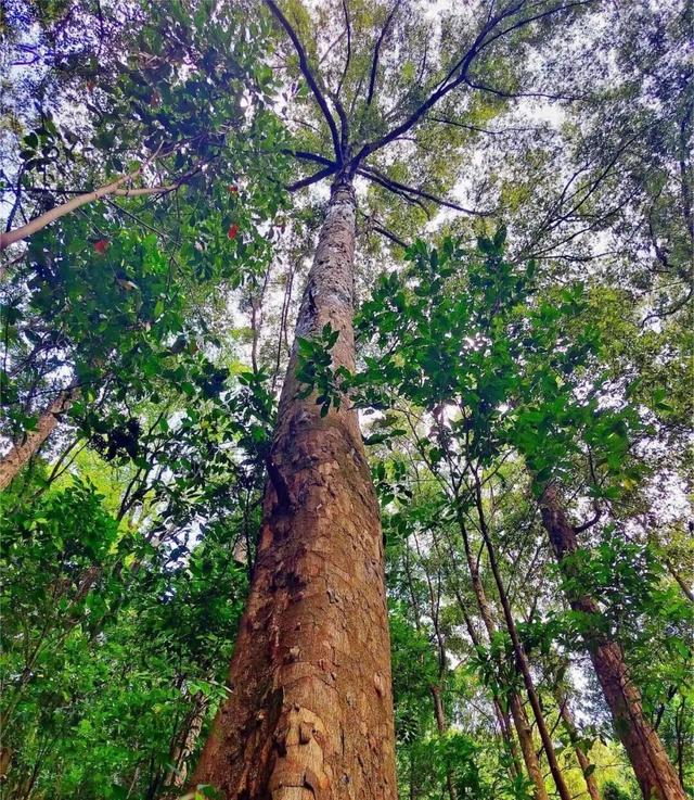 央视大片《珠江》里的花都③：珠江畔的生态诗篇