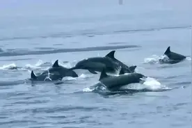 海豚“集体出游”，为何青睐深汕海域？图片
