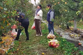 年产值1500万！这里的苹果成了促民增收的“牛”苹果图片