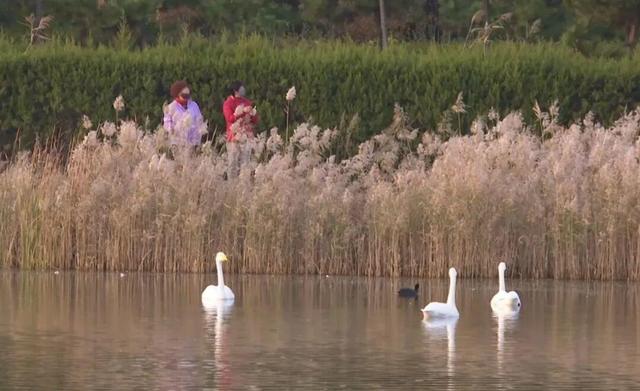 南海新区：天鹅归来鸟儿聚 生态美景入画来