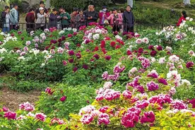 喜看谷雨花 牡丹真国色图片