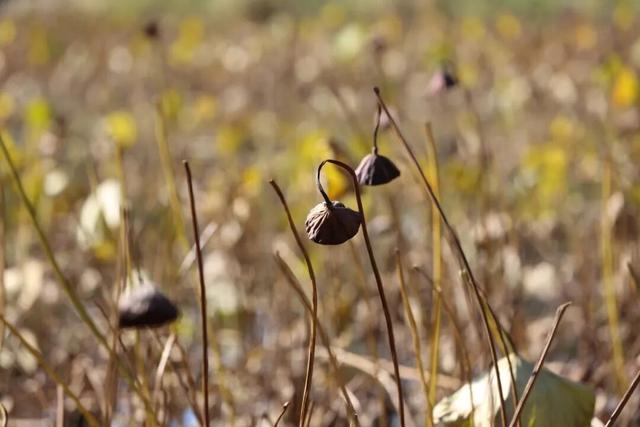 在圆明园看一片颠倒的世界