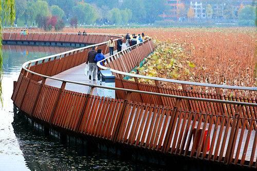 冬日栈道赏残荷