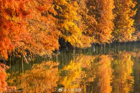 好美！南京落羽杉林美出了油画质地图片