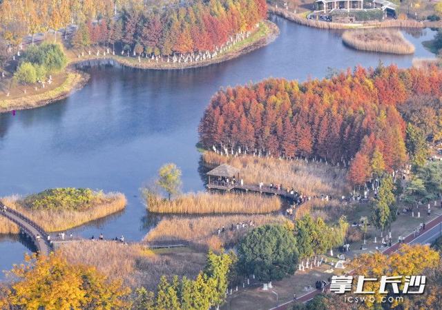 美不胜收！长沙县藏着一个五彩斑斓的秋丨组图