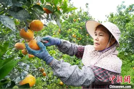 广西贵港：茂谷柑丰收促农增收图片
