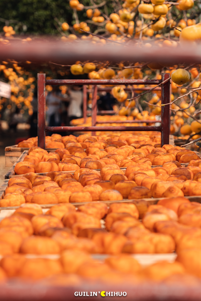 在桂林过大雪：暖汤、红柿、碧水…藏着南方冬日最惊艳的色彩