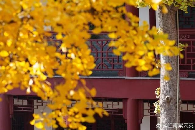 秦淮的银杏，悄悄黄了
