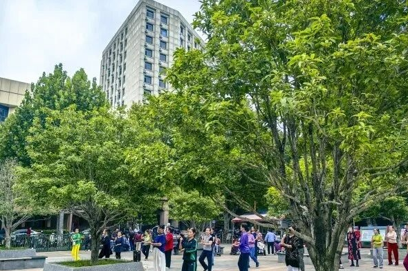 武汉多个公园已出现！市民直呼：太“上头”了